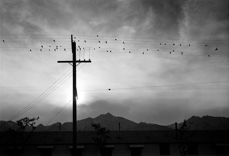 Ansel Adams, ‘Manzanar birds on wire' - The Culturium