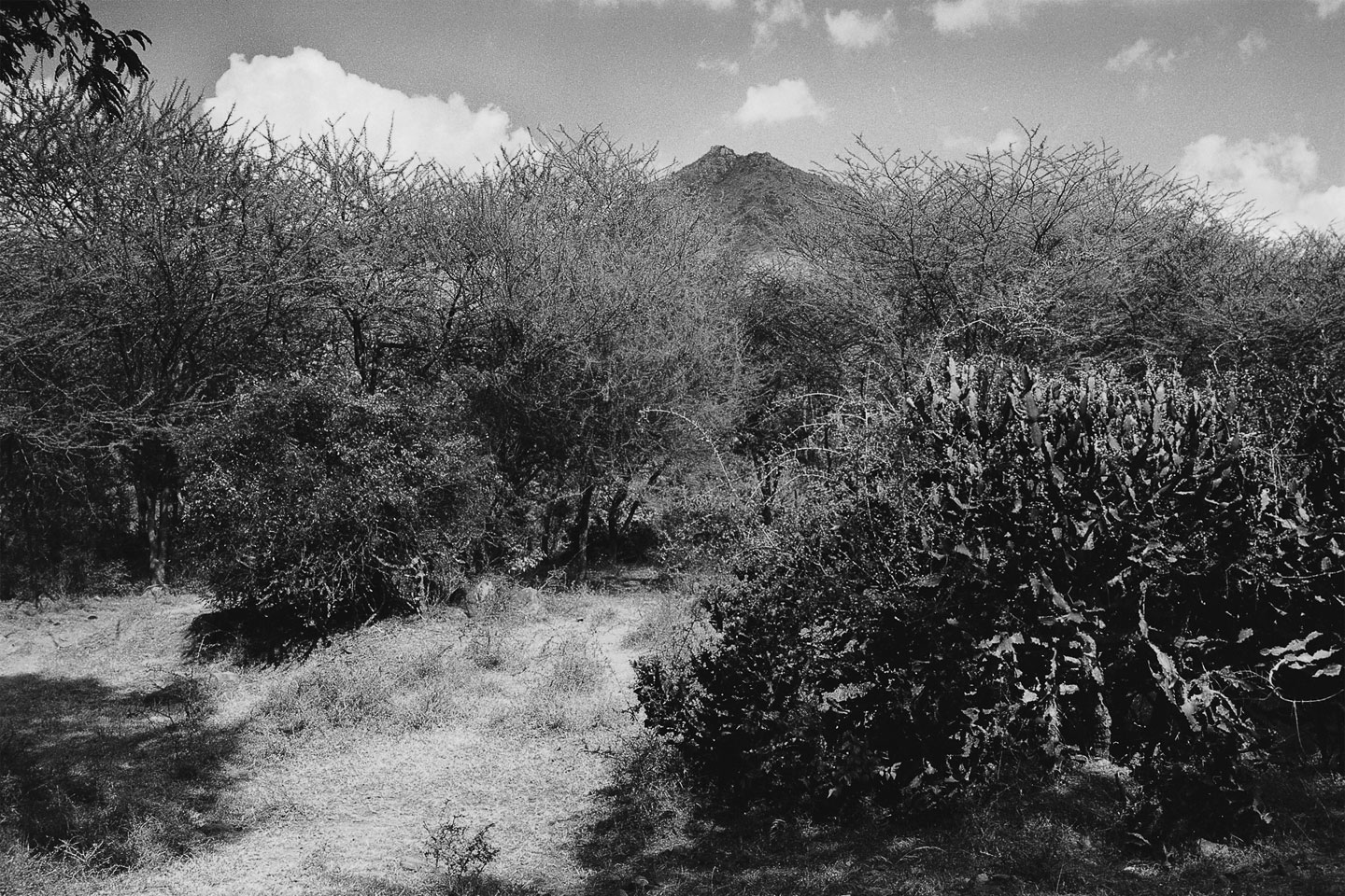 Ditmar Bollaert, Arunachala Pradakshina - The Culturium