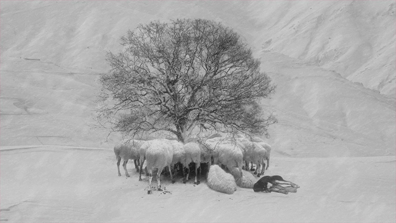 Abbas Kiarostami, 24 Frames - The Culturium