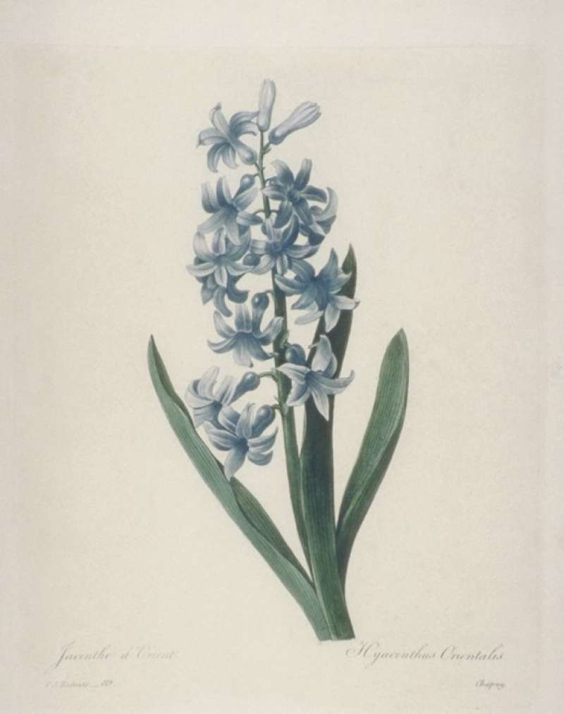 Pierre-Joseph Redouté, Hyacinth - The Culturium