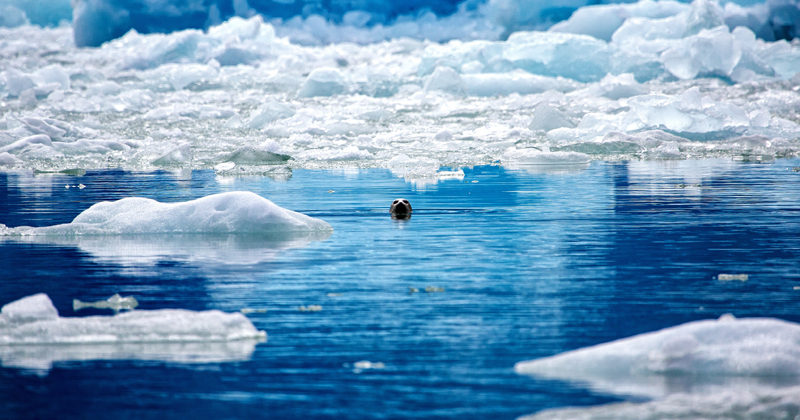 Rodrigo Thome, The Ocean's Voice - The Culturium