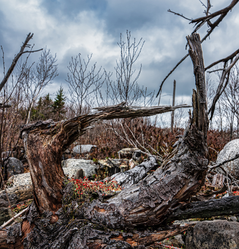 Jerry Katz, Burnt Forest - The Culturium