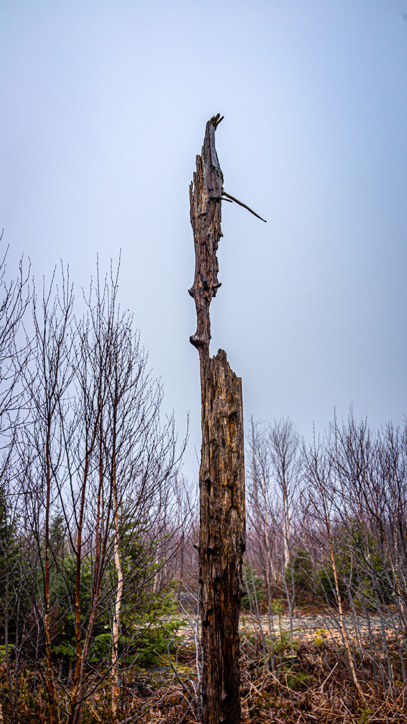 Jerry Katz, Burnt Forest - The Culturium