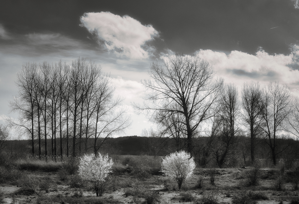 John Deviit, Prunus Spinoza Blossoming in the Polder - The Culturium